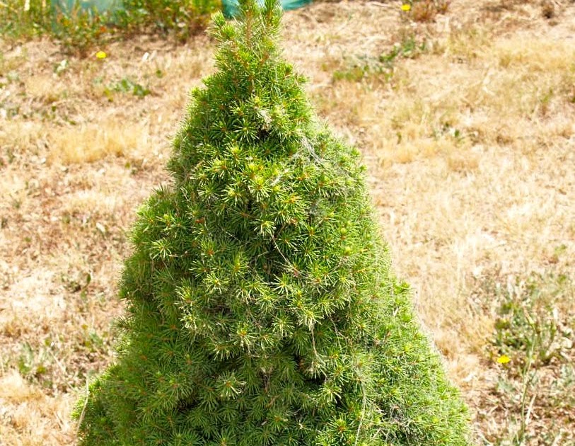 Ель сизая коника. Ель канадская коническая. Ель канадская коника. Ель китайская коника. Ель коника максимальная высота.