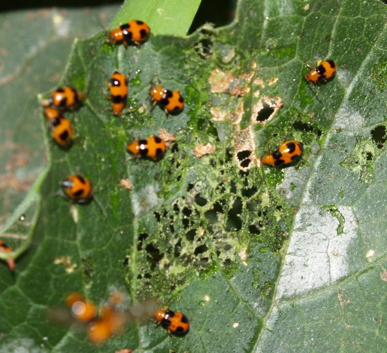 Florez Nursery Zucchini pestThe Pumpkin beetle, Aulacophora hilaris