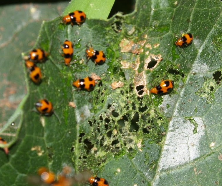Florez Nursery Zucchini pestThe Pumpkin beetle