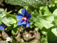 anagallis foemina