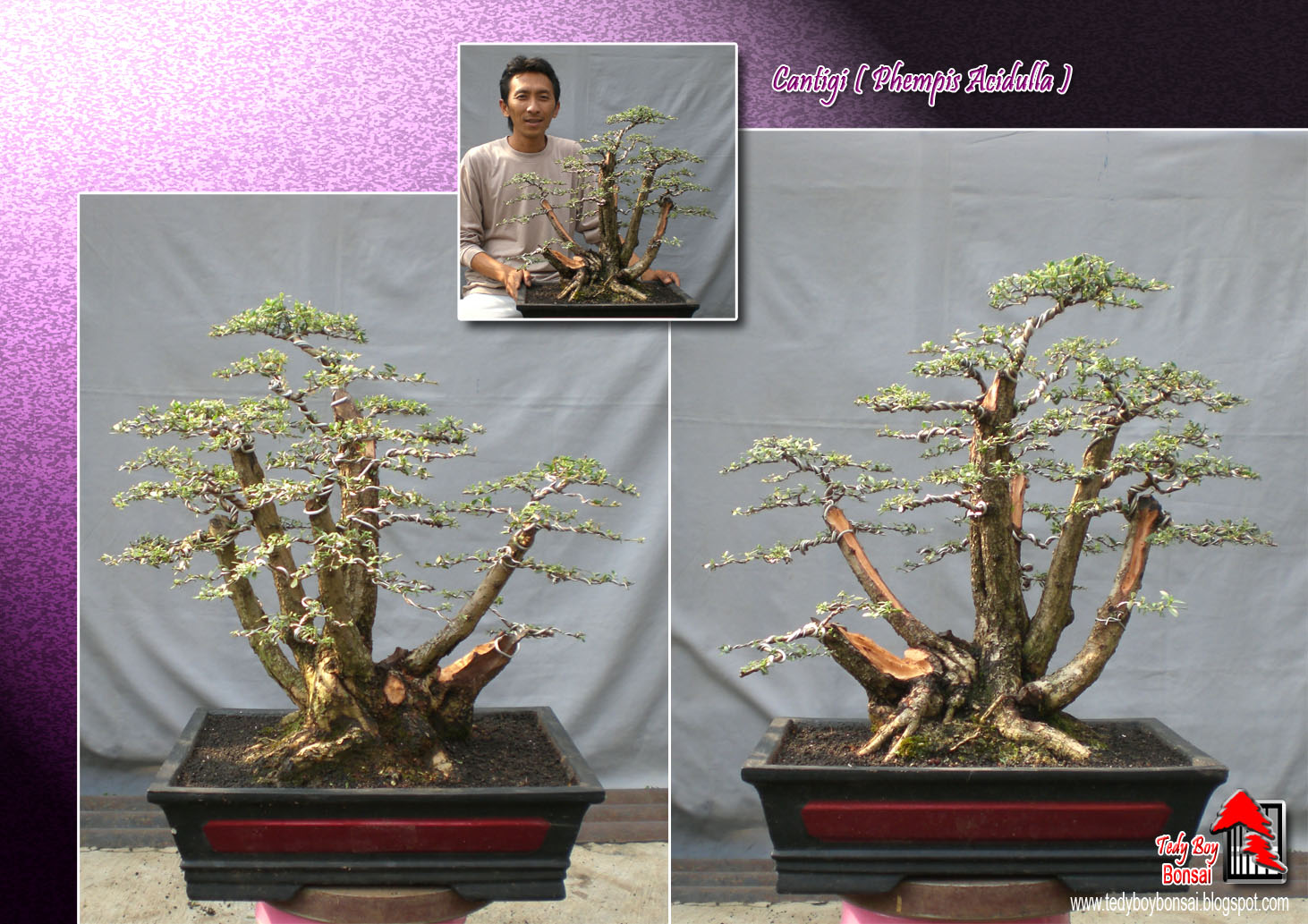 Bonsai Tedy Boy Bonsai Bali INDONESIA europe usa america european JAPAN