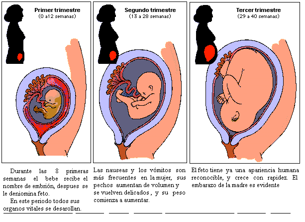 Polipo en el utero embarazo