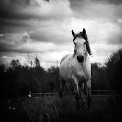 negro blanco wild horses animales julie horse caballos imagenes caballo rey tuico rc deviantart midnightmartinis hermosas
