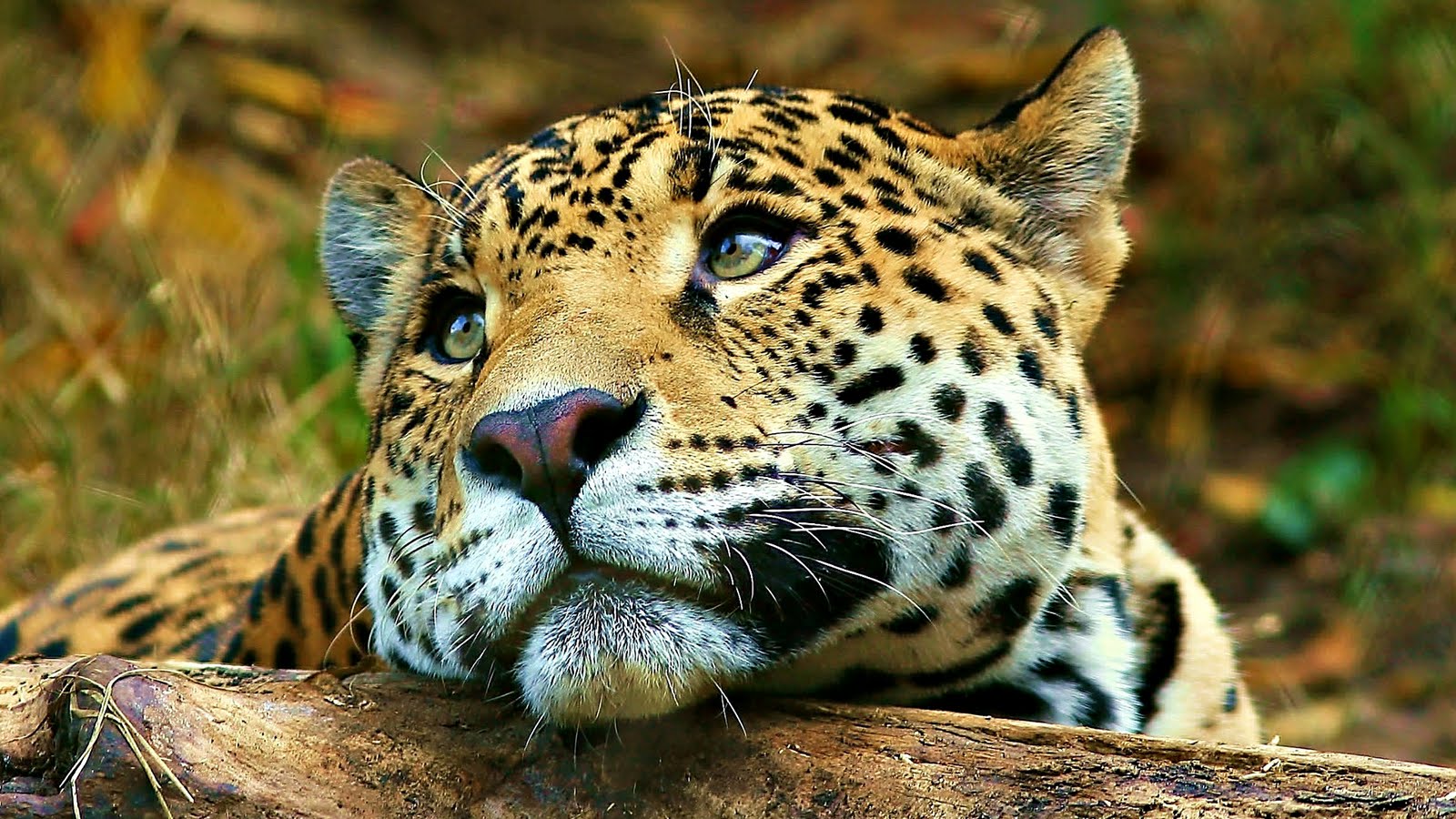 Banco de Imágenes Gratis: Animales muy tiernos y a la vez divertidos