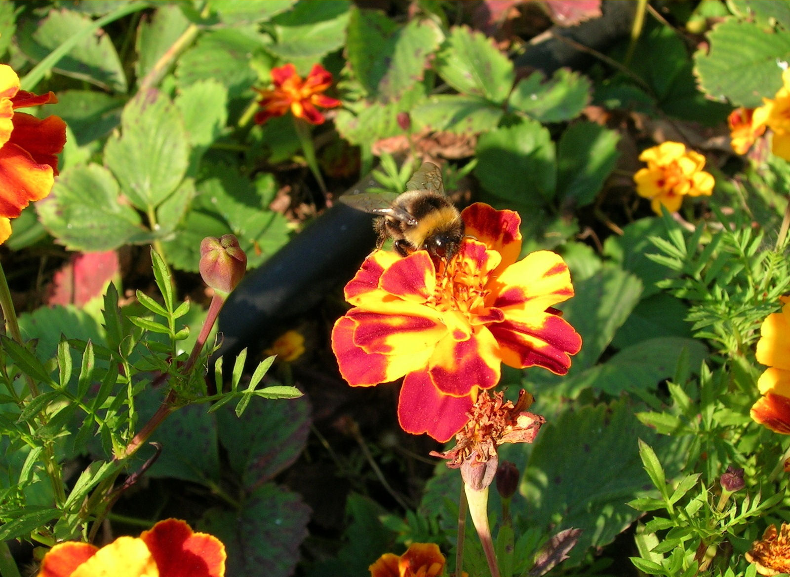 d~Atr Fragma: Mirando muy de cerca los insectos de mi jardín (24 fotos)