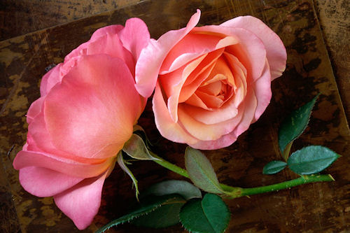 Rosas de colores parte III (10 fotografías gratis)