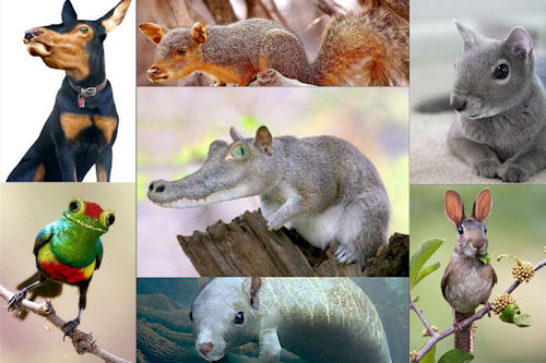 Animales increíbles III (Fotomanipulaciones en Photoshop)