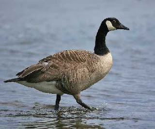 Get Rid Of Geese Naturally Get Rid Of Geese Naturally