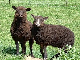 2009 Shetland ewe twins