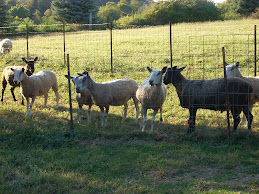 Flynn and his ewes