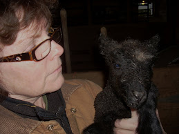 2011 Lambing begins