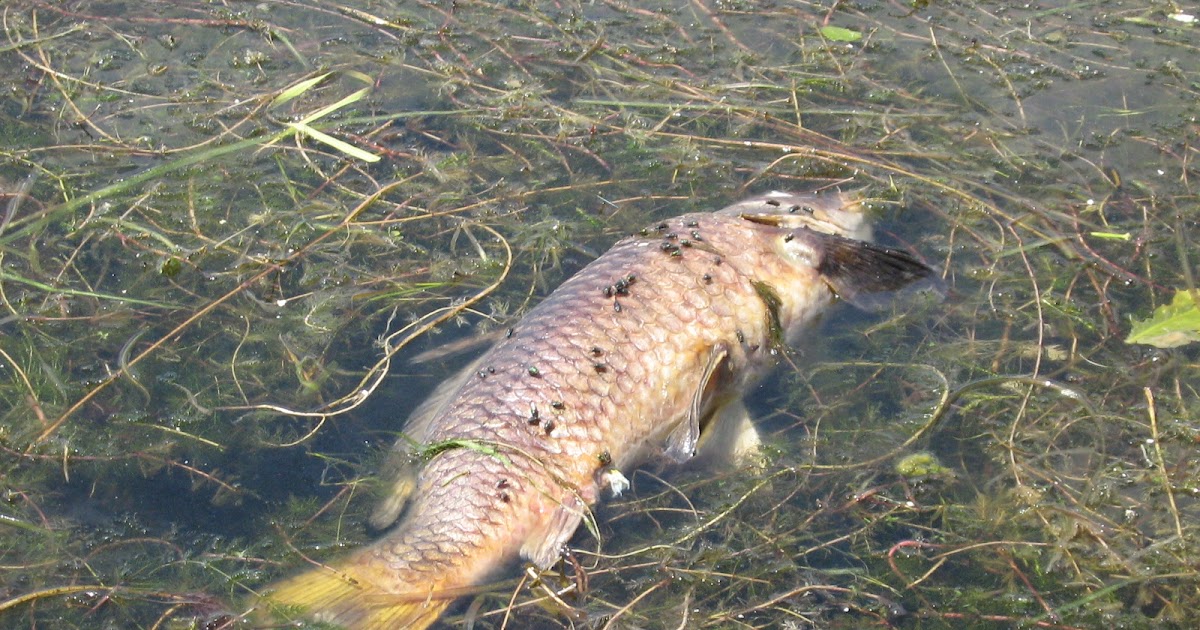 mister anchovy's: Kawartha Lakes dead carp