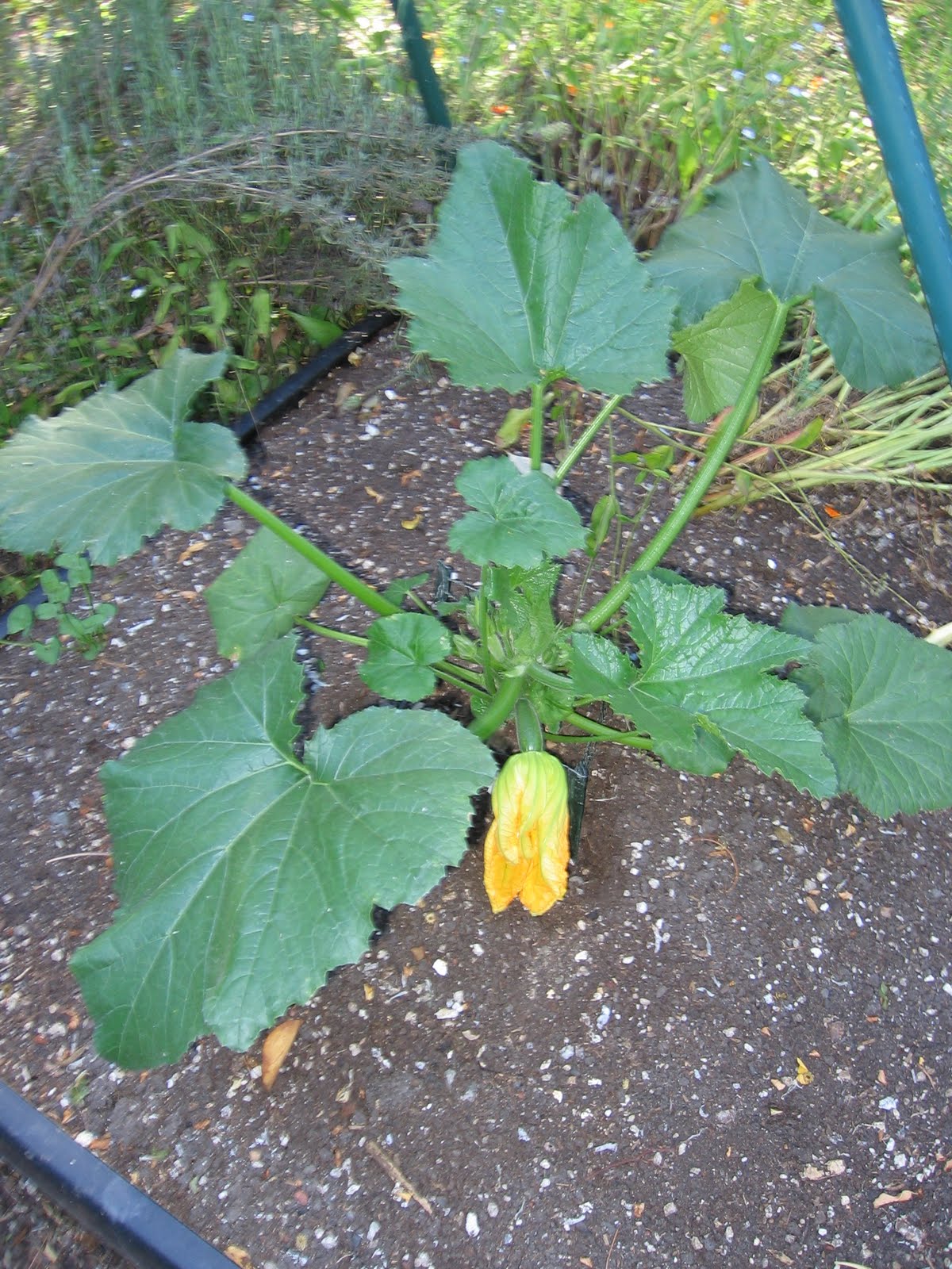 BB's Bountiful Backyard Zucchini Blossom!