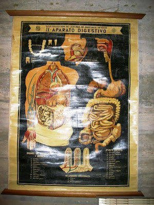 Espacio Moratín 20: Láminas anatomía. España. 1900