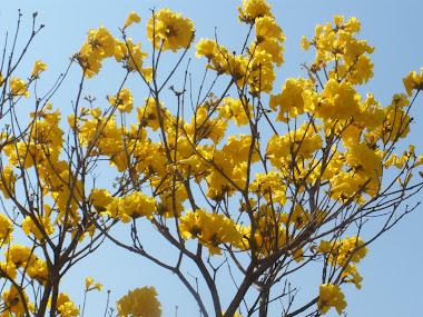 Florada dos Ipês