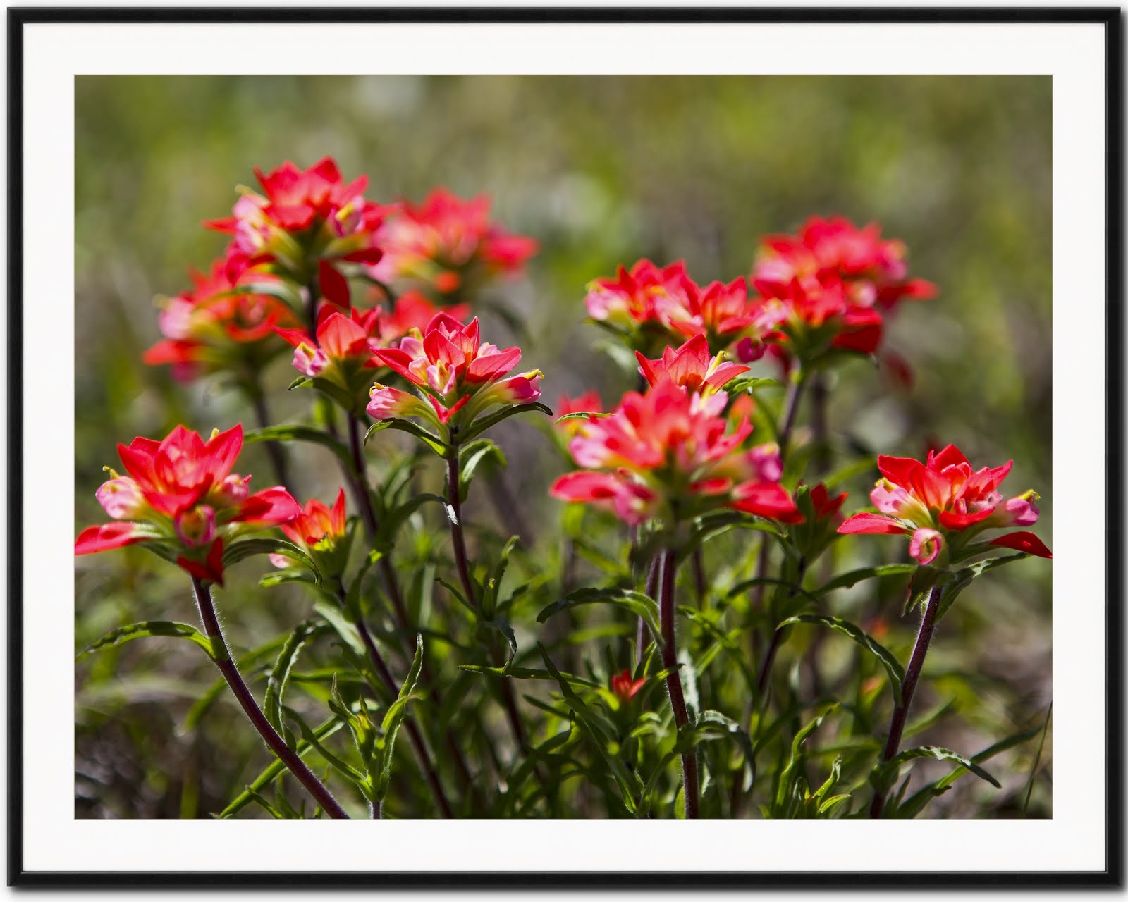 Artistic Images Photography Oklahoma Wildflowers