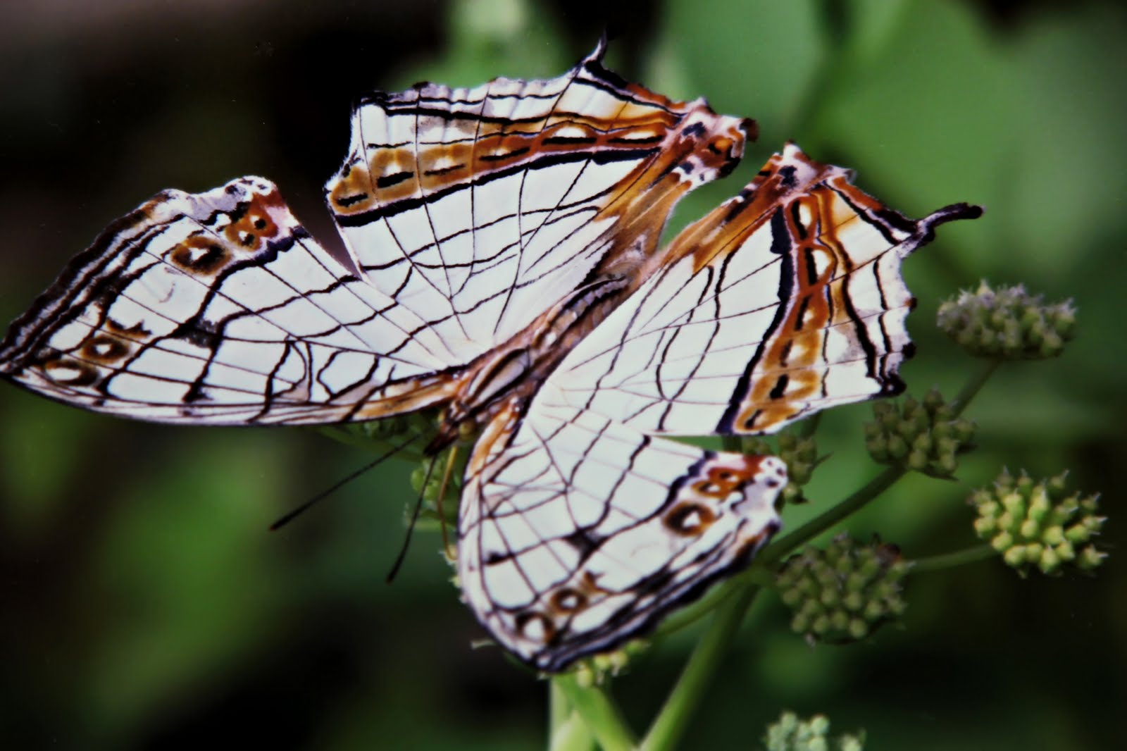 Artistic Images Photography Butterfly Garden
