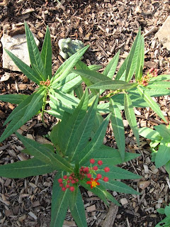 One day at a time.....: More gardening