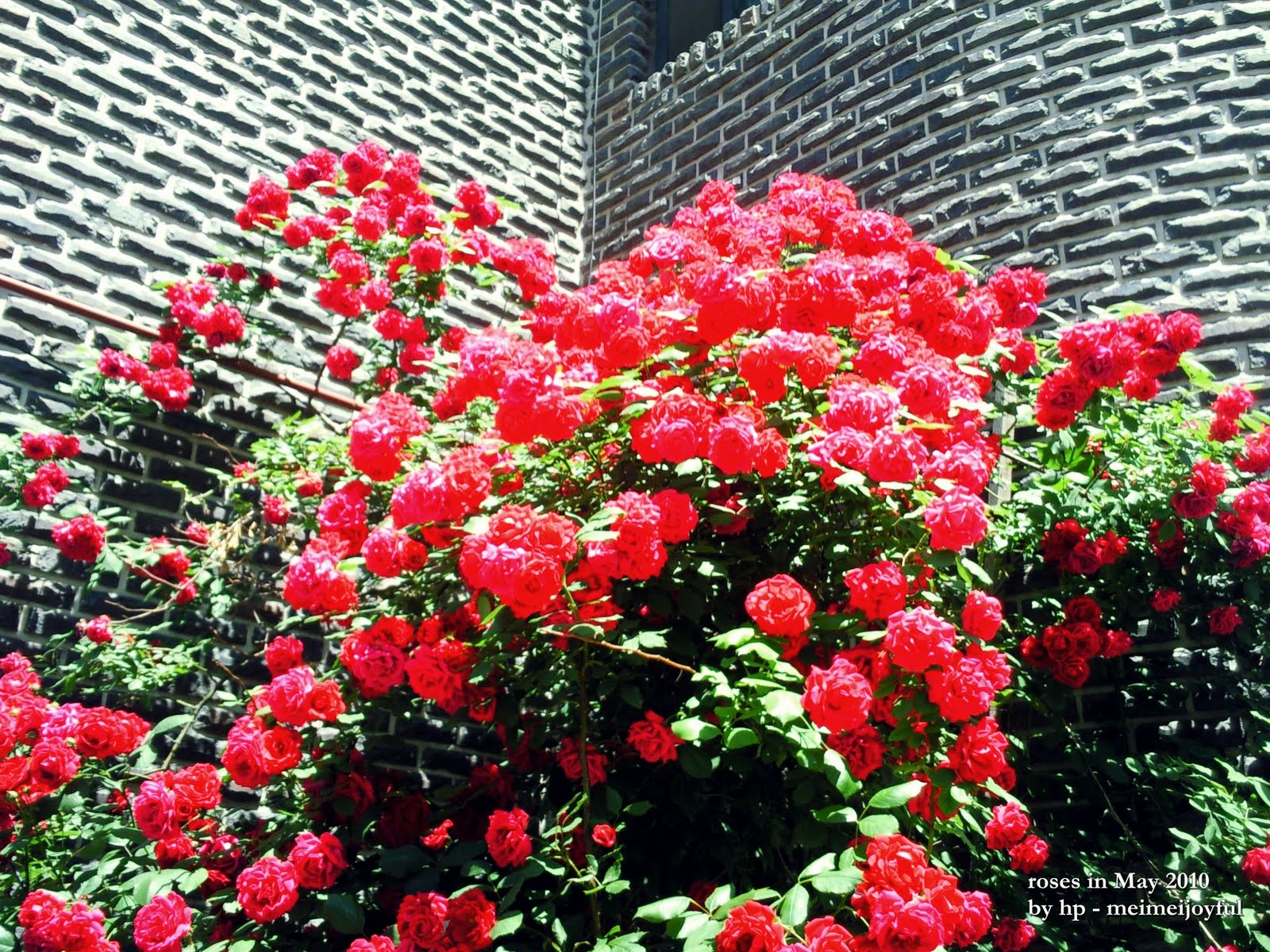 Y&M in Korea Beautiful flowers