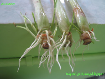 organic lemongrass roots