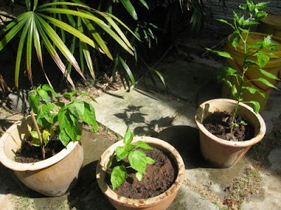 young organic chilies in pots