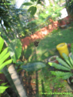 spider in Malaysia