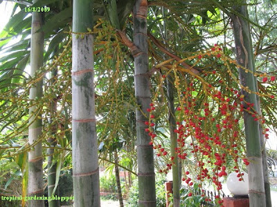 Palm tree Ptychosperma macarthurii fruits