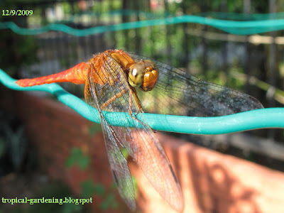Dragonfly in Malaysia