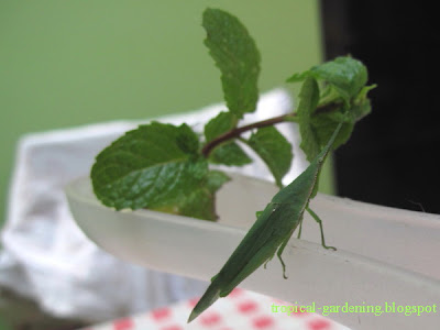 grasshopper mint malaysia