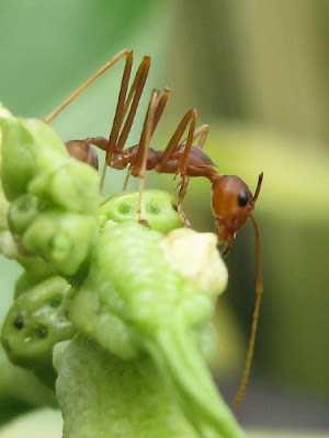 fire ant on yard-long bean malaysia