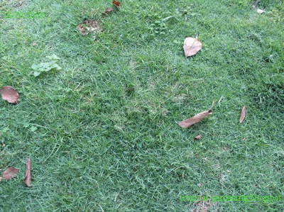 zoysia matrella malaysia