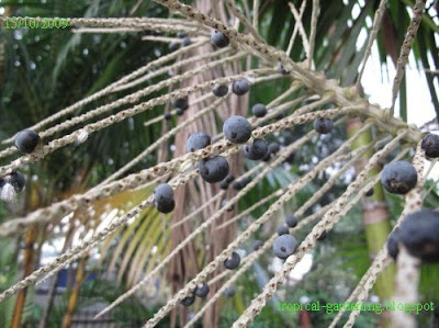 identify yellow palm fruit malaysia