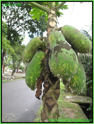 papaya attacked by mealy bugs malaysia