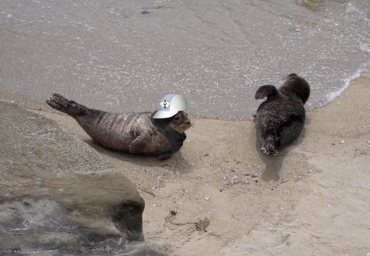 [nonpulsed_seal.jpg]