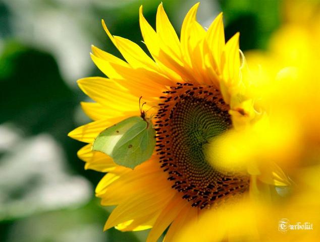 Pojok Hijau Bunga  Matahari  yang Bersinar