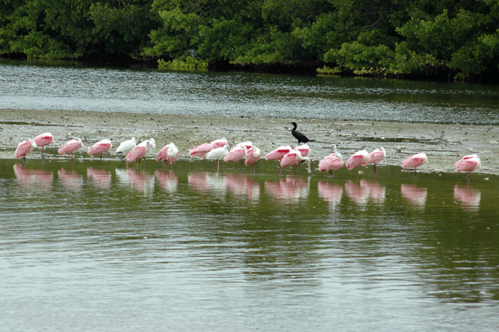 [015-DDWR-1-31-10-edt.gif]