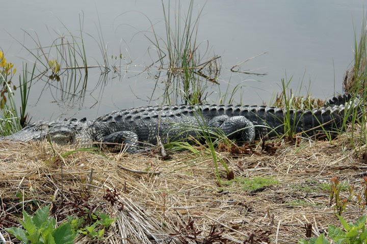 [008-Gator-Bailey-Tract-2-11.jpg]