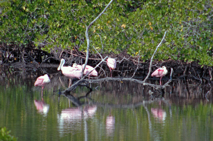 [039-Roseates-DDWR-2-11-10-e.jpg]