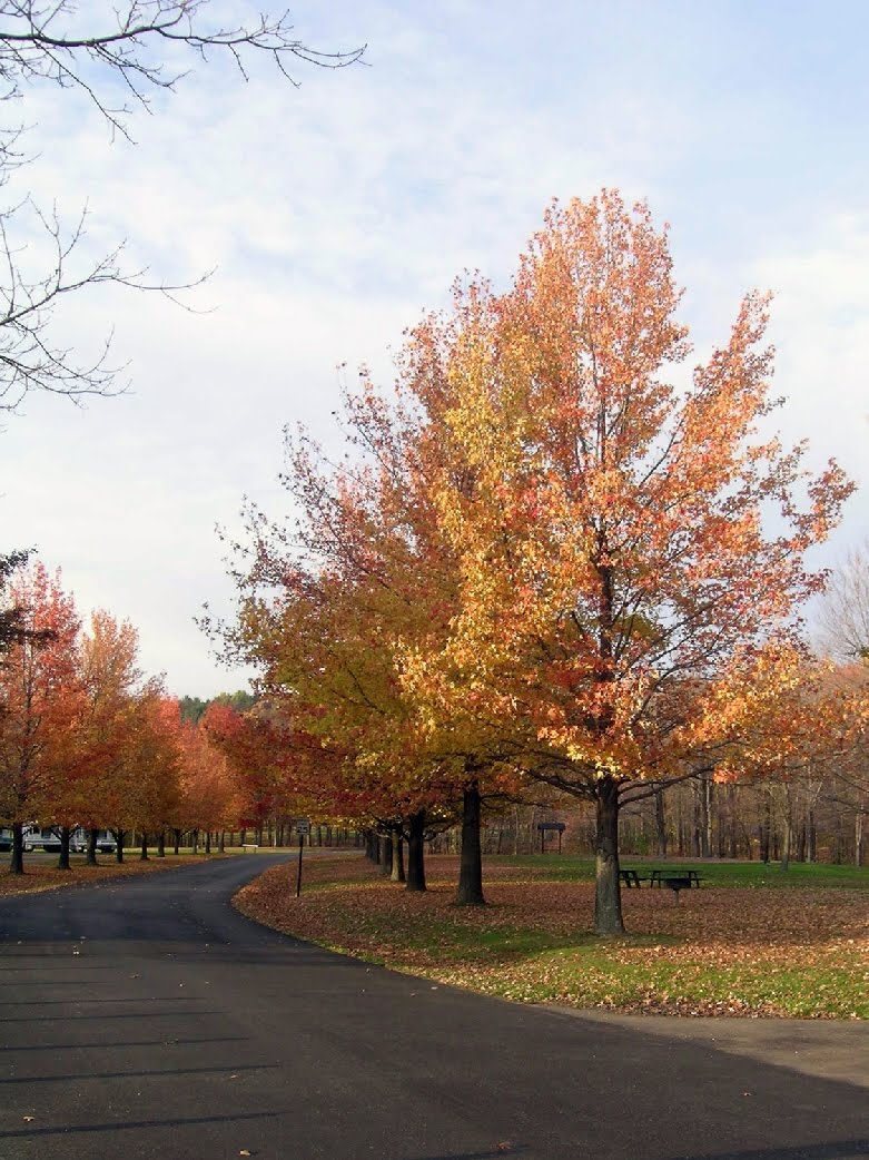 [Fall+Trees+along+Road.jpg]