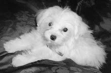Barkey Bunch Spencer