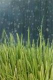 [grass+n+rain.jpg]