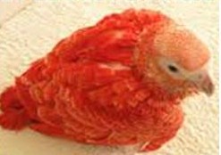 Færøerne gnist George Hanbury The Splendid Bourke Bird Blog: Red Mutations: First Red Factor African Grey  Parrot