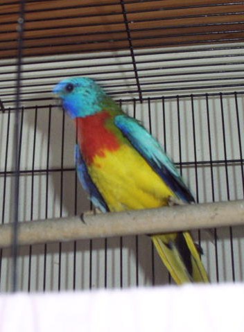 The Splendid Bourke Bird Blog: Splendid Parakeet Portraits, Scarlet
