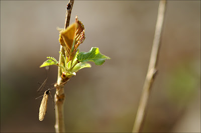 Tipule