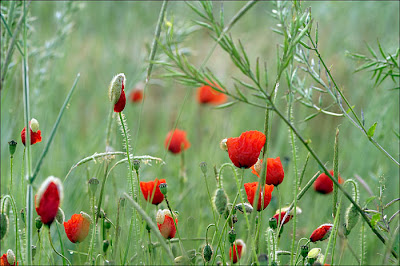 Coquelicots