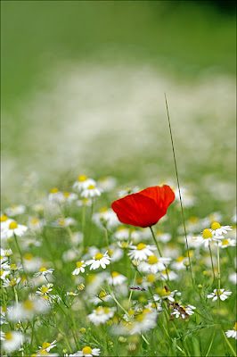 coquelicot