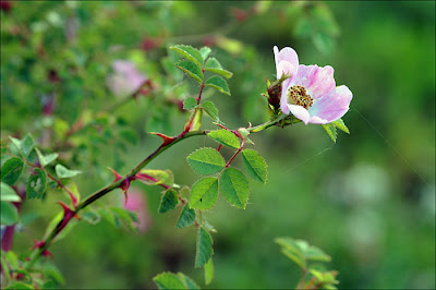 Fleurs d'églantiers