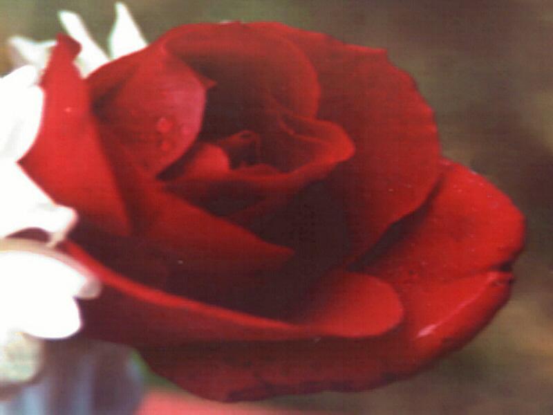 Kushal Rose King of Flowers