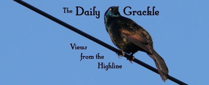The Daily Grackle