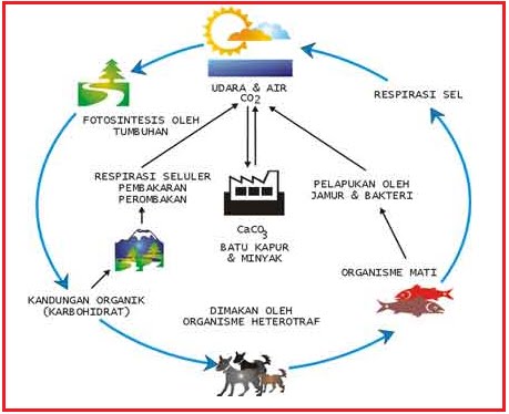 danuy: DAUR KARBON DAN OKSIGEN